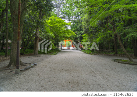 京都Shimogamo神社森林 京都Shimogamo神社森林 115462625