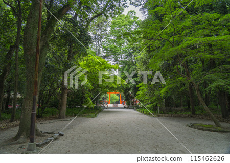 京都Shimogamo神社森林 京都Shimogamo神社森林 115462626