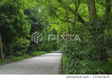 Kyoto Shimogamo Shrine Forest 115462629