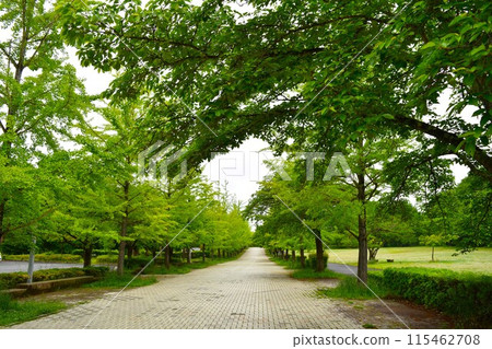 初夏的秩父繆斯公園 115462708