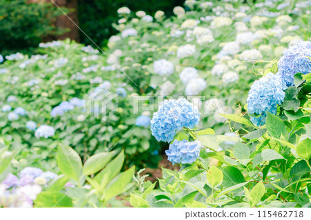 Pastel blue hydrangea Pastel blue hydrangea 115462718