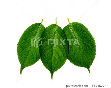 Eucommia leaves on a white background 115462758