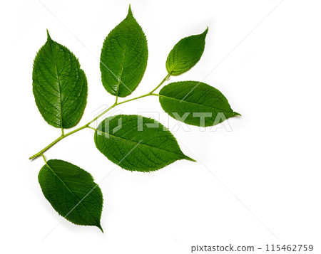 Eucommia leaves on a white background 115462759