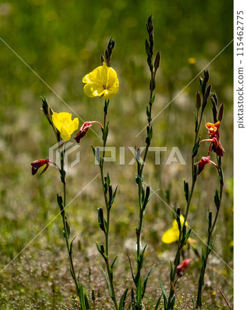 Matsuyoshiyushi黃色花 115462775