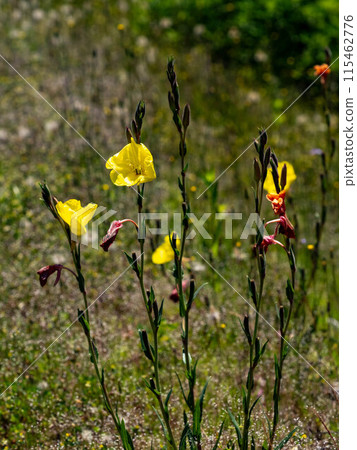 Yellow flower of Matsuyoshiyushi 115462776