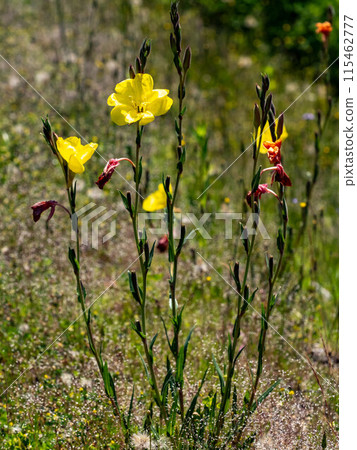 Yellow flower of Matsuyoshiyushi 115462777