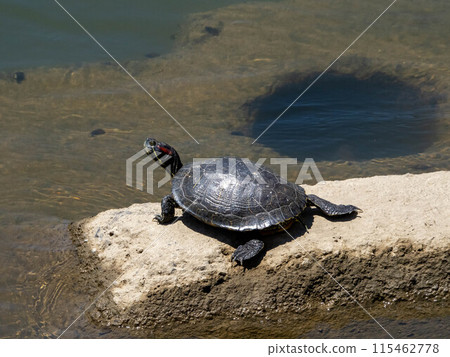 A red-eared slider basking on a rock in the river A red-eared slider basking on a rock in the river 115462778