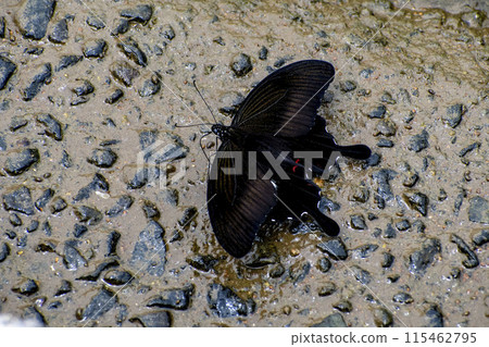 猴子燕尾在河邊吸水 115462795