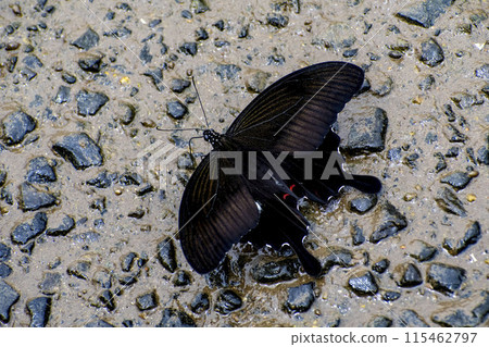 A swallowtail butterfly drinking water by the river A swallowtail butterfly drinking water by the river 115462797