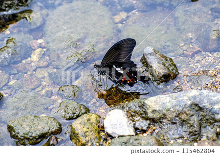 猴子燕尾在河邊吸水 115462804