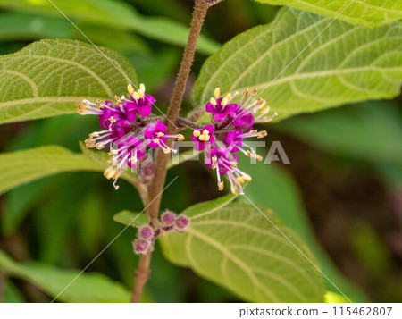 Callicarpa mollis flower 115462807