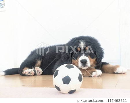 Bernese Mountain Dog Puppy Playing with Soccer Ball Bernese Mountain Dog Puppy Playing with Soccer Ball 115462811