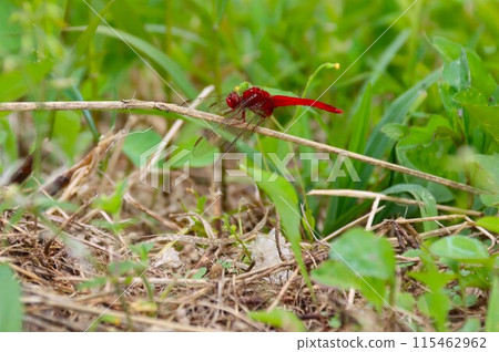 A photo of a red dragonfly resting on dead grass in a field A photo of a red dragonfly resting on dead grass in a field 115462962