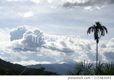 Beautiful nature view with customizable space for text Beautiful nature view with customizable space for text 115463091