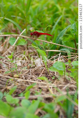 A photo of a red dragonfly resting on dead grass in a field A photo of a red dragonfly resting on dead grass in a field 115463217
