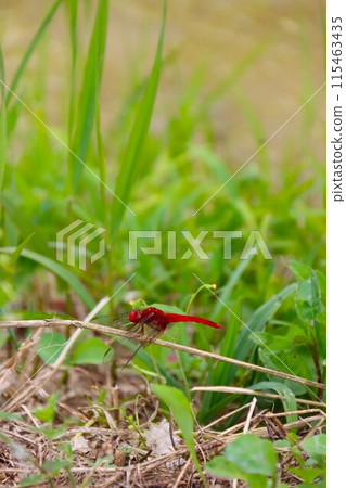 A photo of a red dragonfly resting on dead grass on a paddy field footpath A photo of a red dragonfly resting on dead grass on a paddy field footpath 115463435