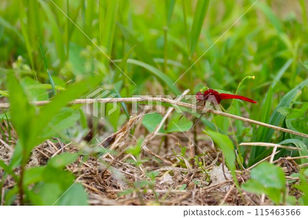 A photo of a red dragonfly resting on dead grass on a footpath 115463566