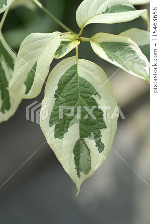 Wedding cake tree 115463658