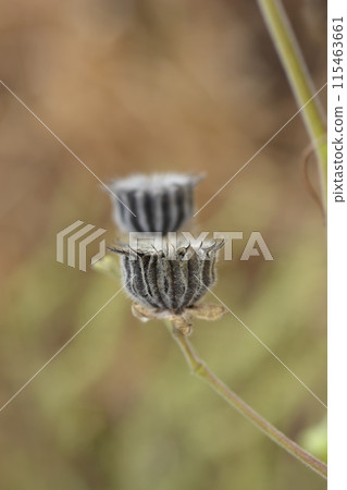 Velvetleaf, 115463661