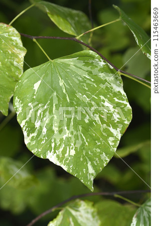 Eastern Redbud Alley Cat 115463669