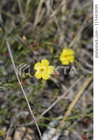 Common rockrose 115463699