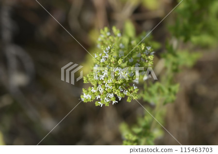 Winter marjoram Winter marjoram 115463703