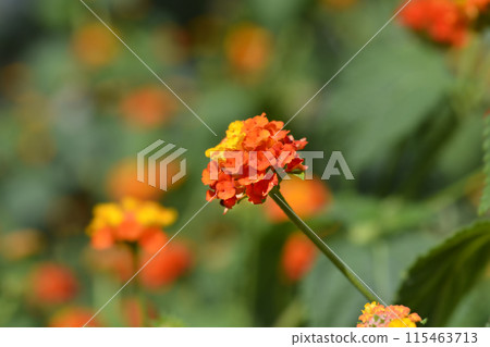 Shrub verbena flower 115463713