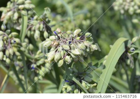 Ohio Spiderwort Ohio Spiderwort 115463716