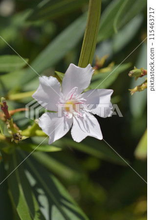 Common oleander 115463717