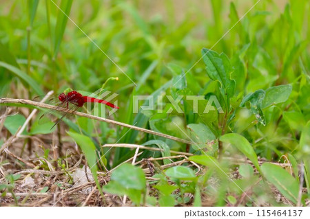 A photo of a red dragonfly resting on dead grass in a field A photo of a red dragonfly resting on dead grass in a field 115464137