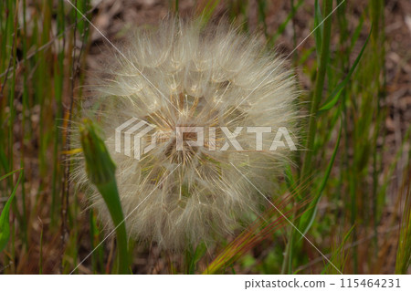 Dandelion in a field in the rays of the sun, air flower 115464231