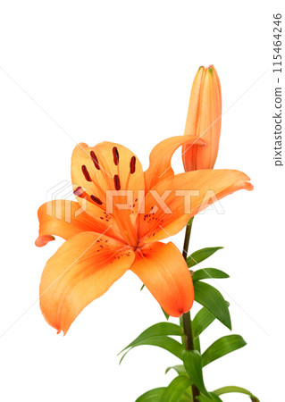 橙色南瓜百合花 115464246