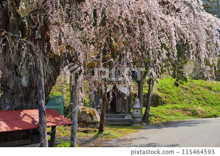 Weeping cherry blossoms at Sugakarida Hachiman Shrine 115464593