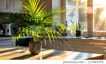 有室內植物的廚房 115465476