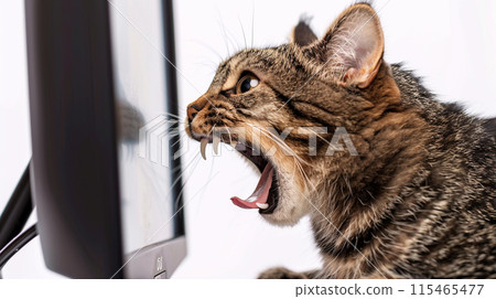 貓威脅電腦螢幕 115465477