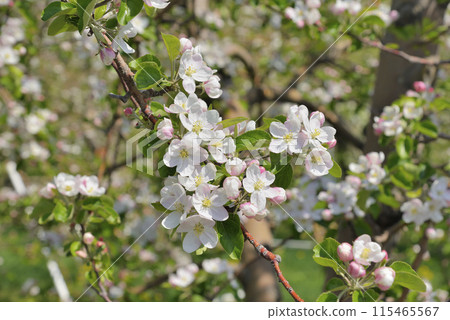 Apple flowers Apple flowers 115465567