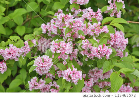 Weigela 115465578