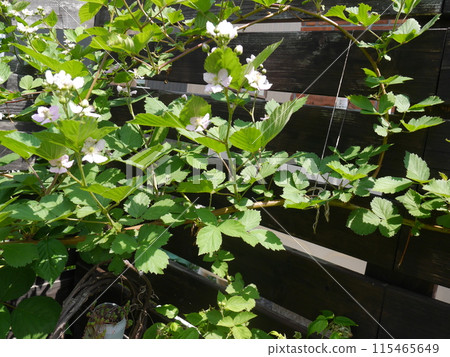 Raspberry flowers in full bloom 115465649