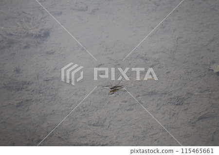 水面上有一隻水黽的池塘風景 115465661