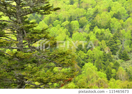 Fresh green 115465673