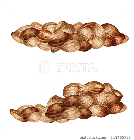 Apricot kernels and seeds. Watercolor illustration for the design of templates for labels, banners, menus, invitations, wallpapers, advertising of apricot oil in medicine, cosmetology and cooking Apricot kernels and seeds. Watercolor illustration for the design of templates for labels, banners, menus, invitations, wallpapers, advertising of apricot oil in medicine, cosmetology and cooking 115465731