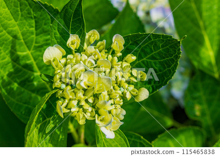 hydrangea hydrangea 115465838