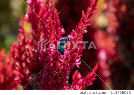 A flying jewel that sucks the nectar of a red flower 115466026