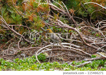 Ginzan Machico Ginzan Machico 115466271