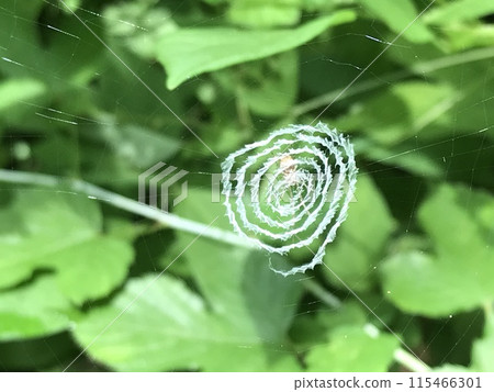 Uzugumo spider's nest Uzugumo spider's nest 115466301