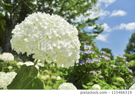 白色八仙花屬和藍天 115466319