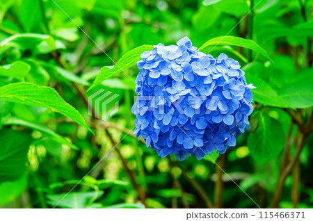 Vibrant hydrangeas blooming among the greenery Vibrant hydrangeas blooming among the greenery 115466371
