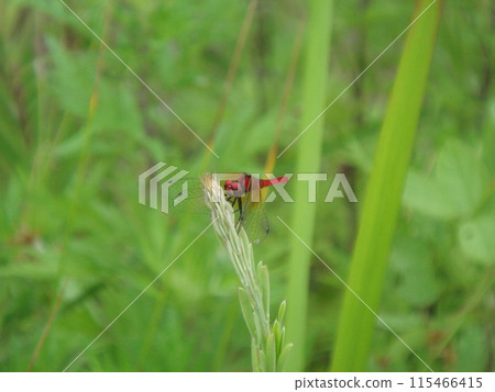 red dragonfly perching on grass 115466415