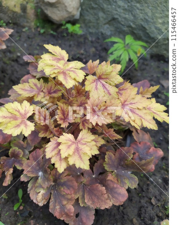 Heuchera with yellow-orange spotted leaves in the garden in spring, young and last year's leaves on a bush, a bright perennial in the garden. 115466457