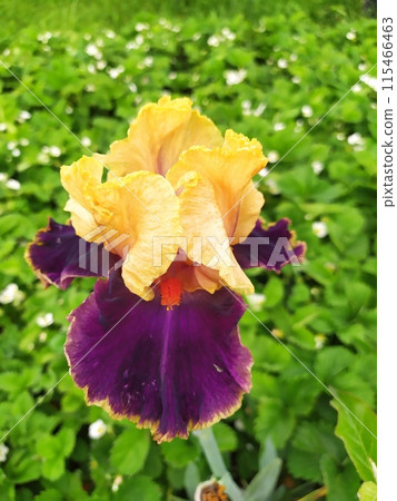 Yellow and purple bearded iris growing in the garden, garden decoration. Yellow and purple bearded iris growing in the garden, garden decoration. 115466463